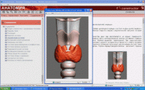Анатомия онлайн. Школьный атлас - «globural.ru» - Новый Уренгой