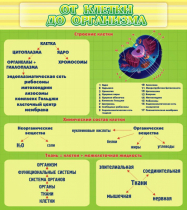 Стенд "От клетки до организма" - «globural.ru» - Новый Уренгой