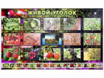Комплект оборудования "Живой уголок" (растения) с тифлопереводом и сурдокомментариями - «globural.ru» - Новый Уренгой