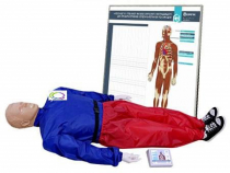 Тренажер-манекен взрослого пострадавшего "Александр-01" для отработки приемов сердечно-легочной реанимации (голова, туловище, конечности) с контроллером и настенным табло - «globural.ru» - Новый Уренгой
