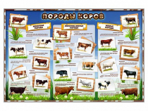 Стенд "Породы коров" - «globural.ru» - Новый Уренгой