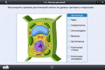 Интерактивные курсы. Биология 9 класс. Базовый - «globural.ru» - Новый Уренгой