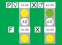Модель-аппликация Дигибридное скрещивание. Законы Менделя. (набор из 84 карт) - «globural.ru» - Новый Уренгой