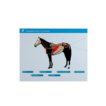 Стенд-планшет светодинамический "Изучение пищеварительной системы сельскохозяйственных животных" со сменными панелями - «globural.ru» - Новый Уренгой