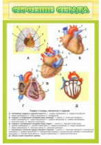 Стенд "Строение сердца" - «globural.ru» - Новый Уренгой
