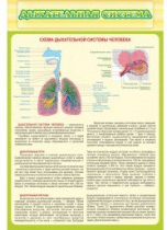 Стенд "Дыхательная система" - «globural.ru» - Новый Уренгой