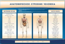 Электрифицированный стенд-тренажер c макетом скелета "Анатомическое строение человека" - «globural.ru» - Новый Уренгой