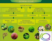 Стенд "Систематика растений" - «globural.ru» - Новый Уренгой