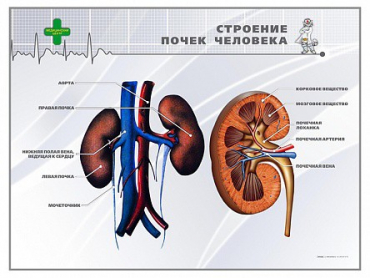Стенд "Строение почки человека" - «globural.ru» - Новый Уренгой