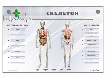 Электрифицированный стенд-тренажер "Скелетон" - «globural.ru» - Новый Уренгой