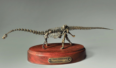 Модель скелета динозавра Diplodocus  (вариант 2) - «globural.ru» - Новый Уренгой