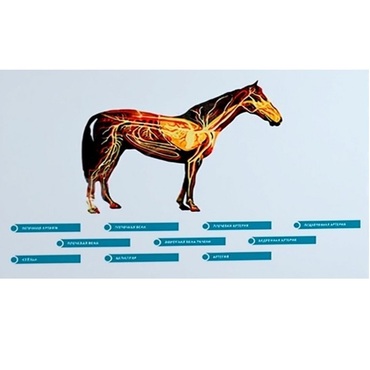 Стенд-планшет светодинамический "Изучение кровеносной системы сельскохозяйственных животных" со сменными панелями - «globural.ru» - Новый Уренгой