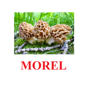 "Mushrooms" ("Грибы") английские карточки Домана - «globural.ru» - Новый Уренгой
