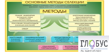 Стенд "Методы селекции и биотехнологии" - «globural.ru» - Новый Уренгой