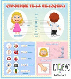 Стенд "Строение человека" для детей - «globural.ru» - Новый Уренгой