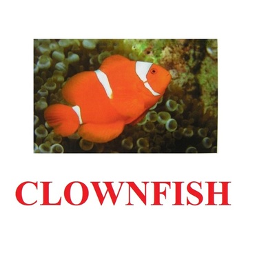 "Fish" ("Рыбы") английские карточки Домана - «globural.ru» - Новый Уренгой
