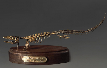 Модель скелета мозазавра Mosasaurus - «globural.ru» - Новый Уренгой