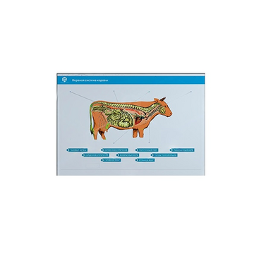 Стенд-планшет светодинамический "Изучение нервной системы сельскохозяйственных животных" со сменными панелями - «globural.ru» - Новый Уренгой