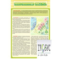 Стенд "Биосинтез белка" - «globural.ru» - Новый Уренгой